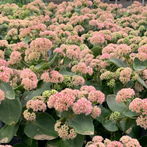 Sedum Coraljade - Sankthansurt