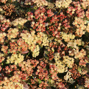 Sedum Peach Pearls - Stenurt