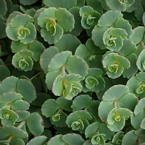 Sedum Sieboldii - Stenurt