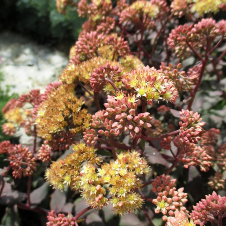 Sedum Yellow Xenox - Stenurt