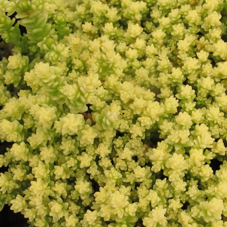 Sedum acre Aureum - Stenurt