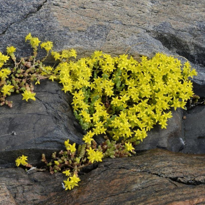 Sedum acre Yellow Queen - Stenurt