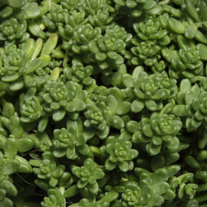 Sedum album Athoum - Stenurt 