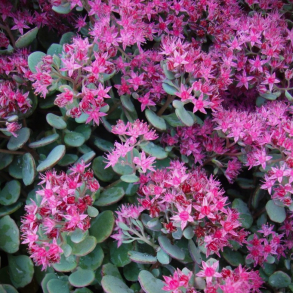 Sedum cauticola  Lidakense - Japansk stenurt 