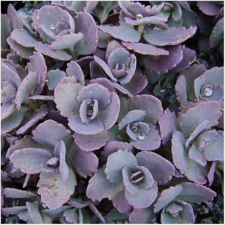 Sedum cauticola Red Canyon - Japansk stenurt 