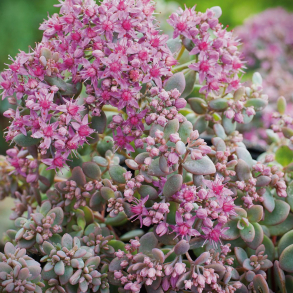 Sedum cyaneum Rosenteppich - Stenurt