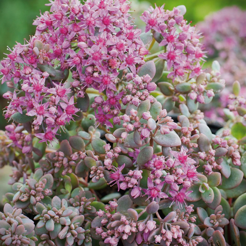 Sedum cyaneum Rosenteppich - Stenurt