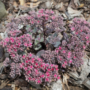Sedum ewersii Rose - Hst stenurt