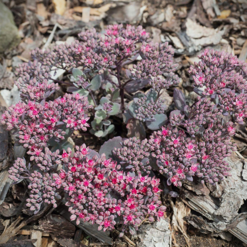 Sedum ewersii Rose - Hst stenurt
