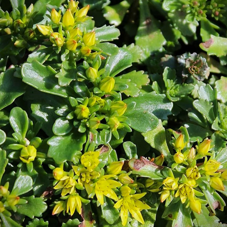 Sedum floriferum - Kinesisk stenurt