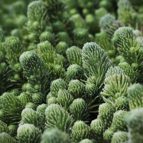 Sedum forsterianum Elegans - Stenurt