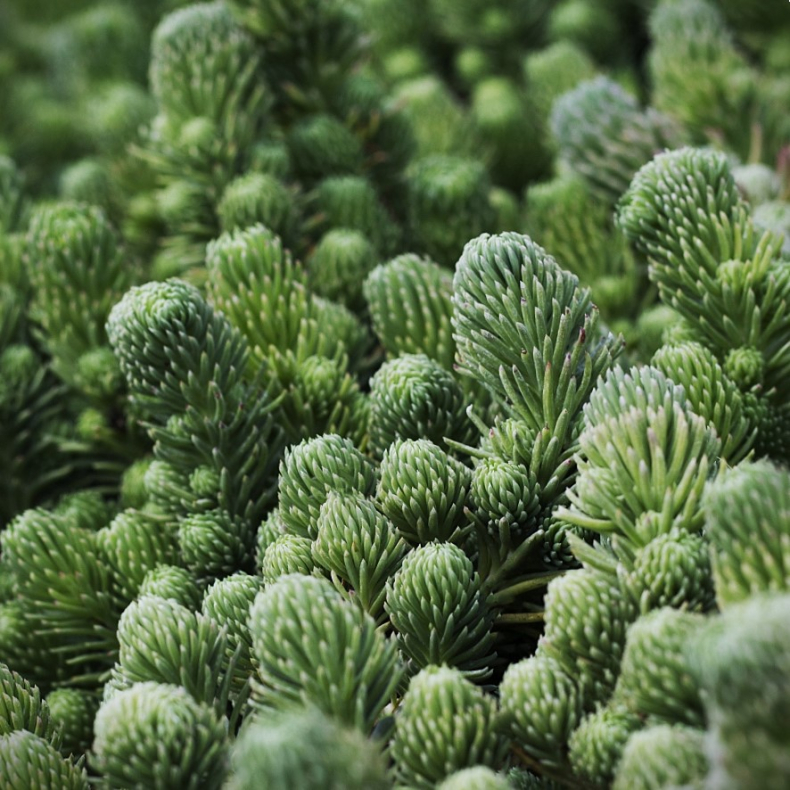 Sedum forsterianum Elegans - Stenurt
