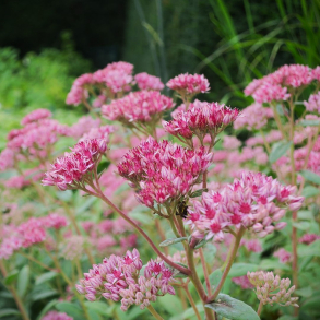 Sedum hybrida Abbey Dore - Stenurt 