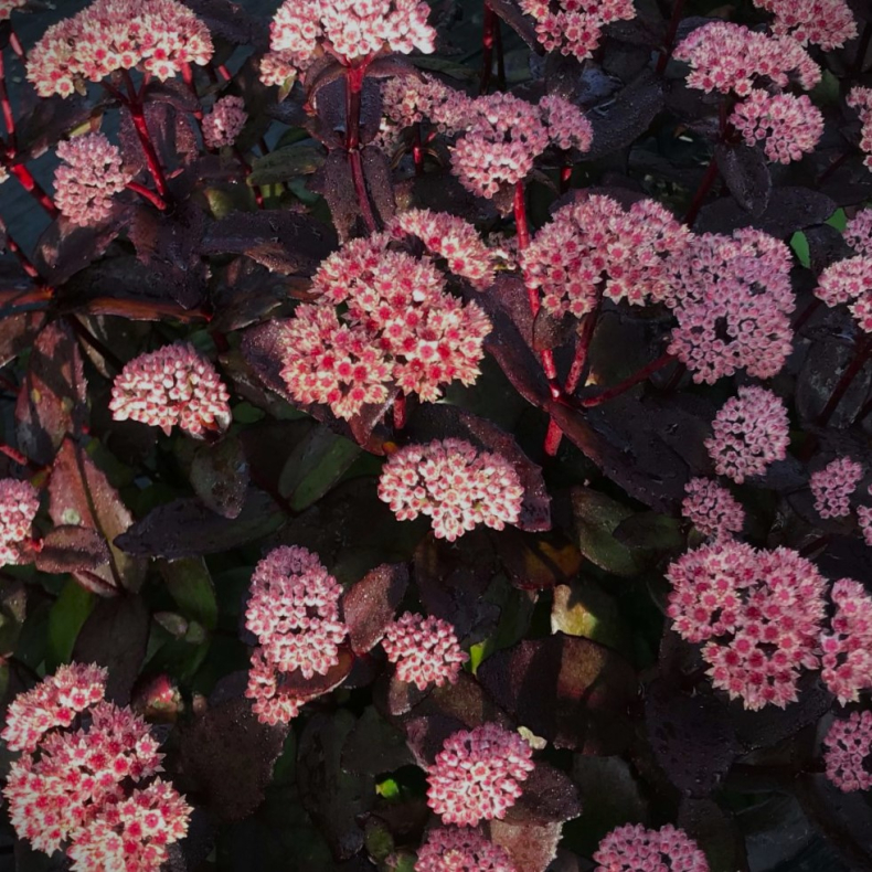 Sedum hybrida Black Knight  - Stenurt