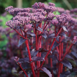 Sedum hybrida Black Knight  - Stenurt