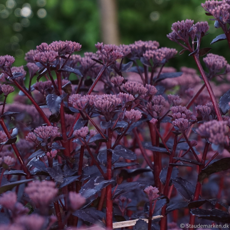 Sedum hybrida Black Knight  - Stenurt