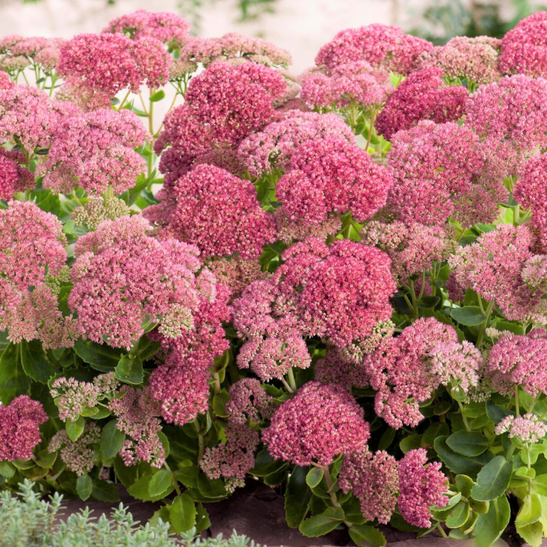 Sedum telephium Herbstfreude -  Sankthansurt 