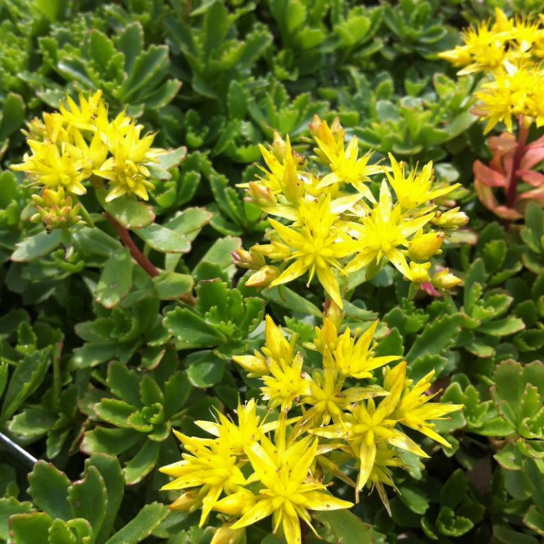 Sedum hybrida Immergrunchen - Stenurt