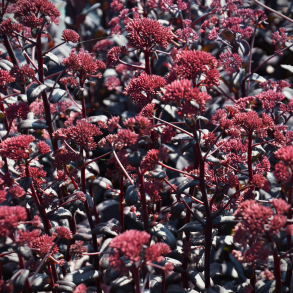 Sedum hybrida Jose Aubergine  - Stenurt