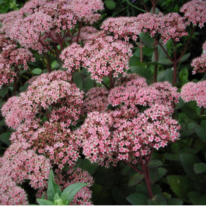 Sedum hybrida Matrona - Sankthansurt