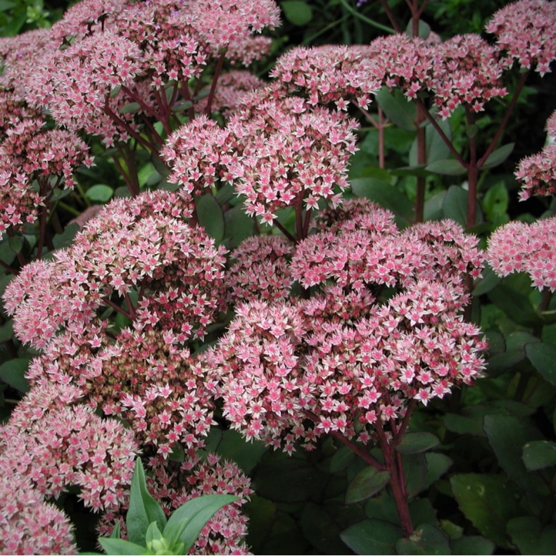 Sedum hybrida Matrona - Sankthansurt