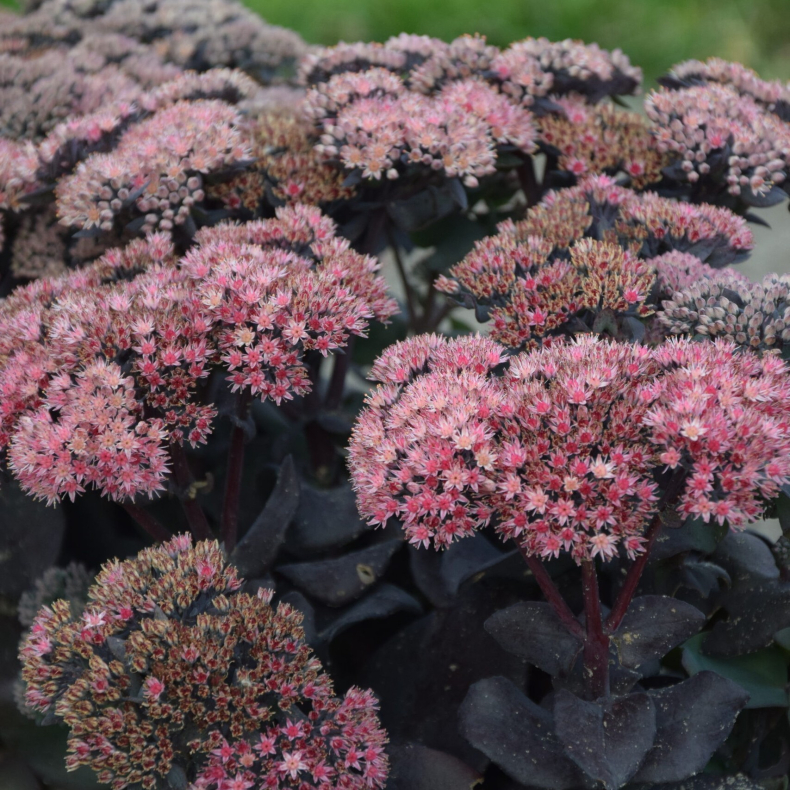Sedum hybrida Mojave Jewels Sapphire - Sankthansurt