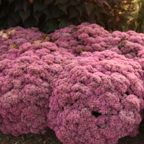 Sedum hybrida Powderpuff - Sankthansurt