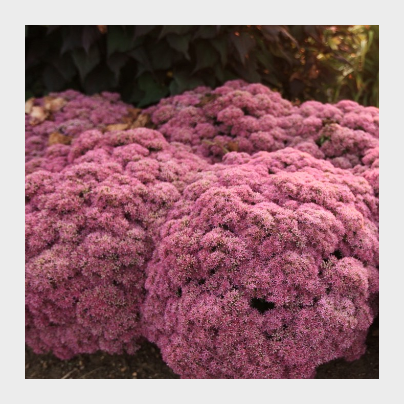 Sedum hybrida Powderpuff - Sankthansurt