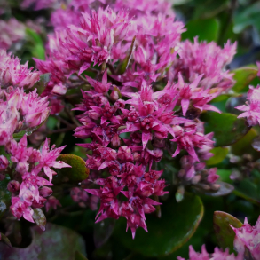 Sedum hybrida Superstar - Stenurt