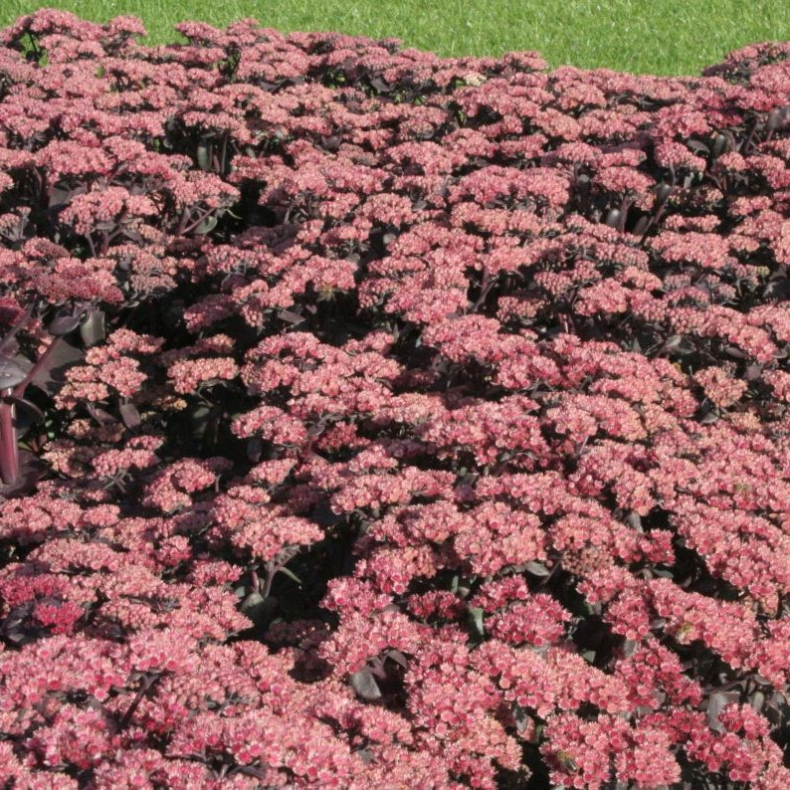 Sedum hybrida Xenox - Stenurt 1L