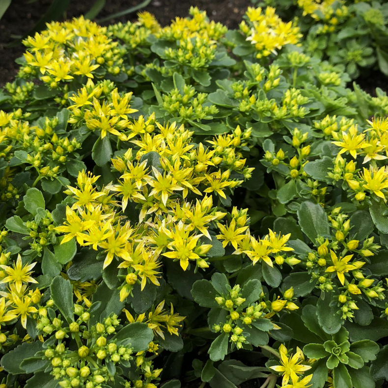 Sedum hyb. Little Miss Sunshine - Stenurt