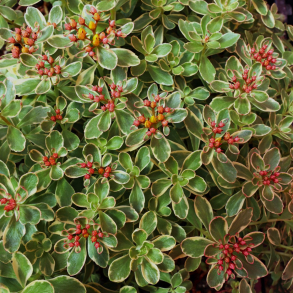 Sedum kamtschaticum Variegatum - Stenurt