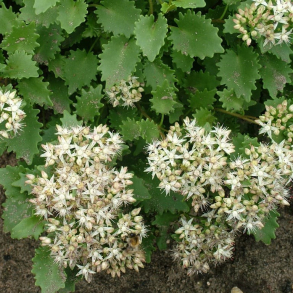 Sedum populifolium - Stenurt