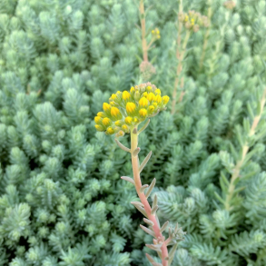 Sedum reflexum Blue Spruce - Stenurt