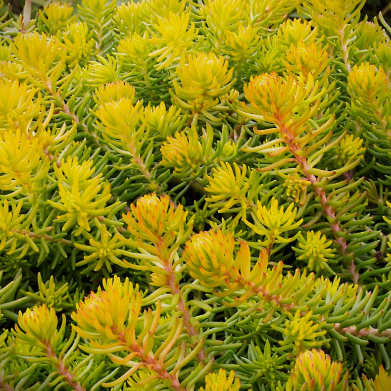 Sedum rupestre Gold - Stenurt