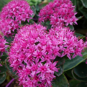 Sedum spectabile Carl - Sankthansurt 