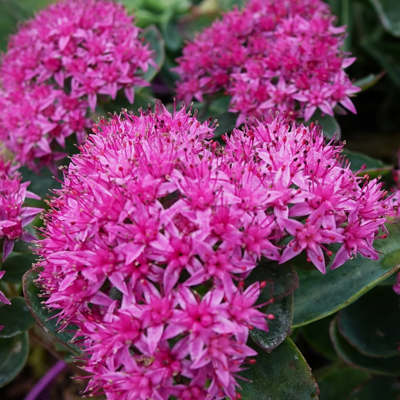 Sedum spectabile Carl - Sankthansurt 