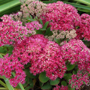 Sedum spectabile Class Act - Kinesisk sankthansurt
