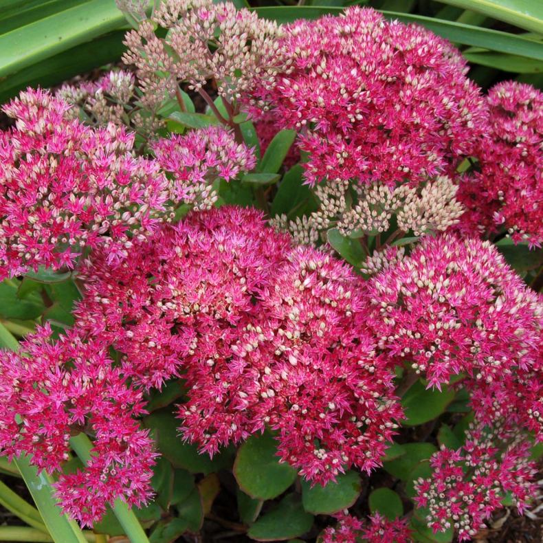 Sedum spectabile Class Act - Kinesisk sankthansurt