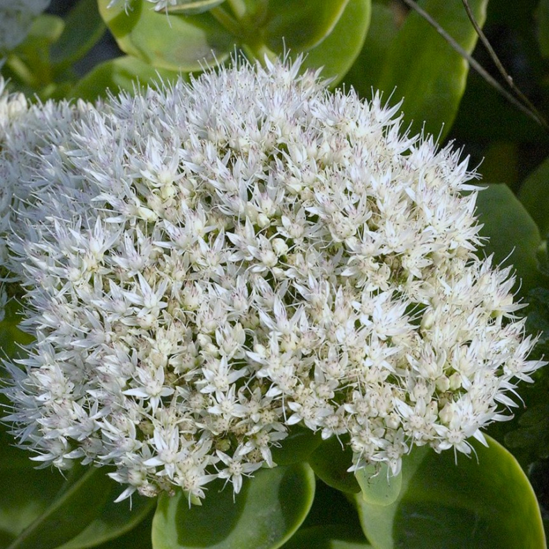 Sedum spectabile Stardust - Kinesisk sankthansurt