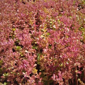 Sedum spurium Coccineum - Stenurt