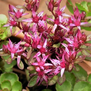 Sedum spurium Schorbuser Blut - Stenurt
