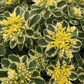 Sedum takesimense Atlantis - Stenurt