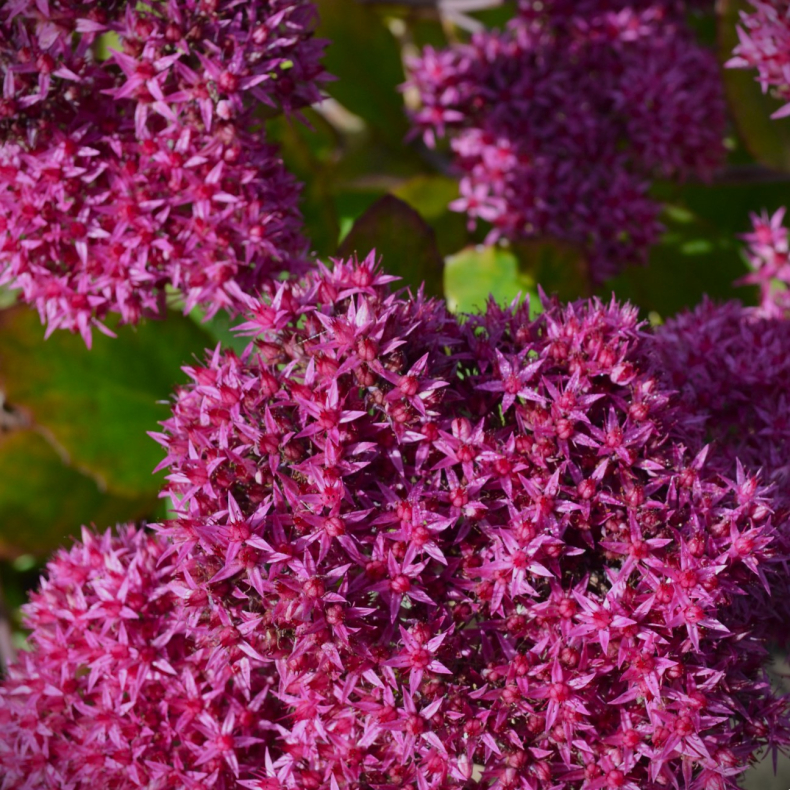 Sedum telephium Mr. Goodbud - Sankthansurt