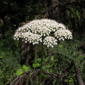 Selinum carvifolia - Seline 1L