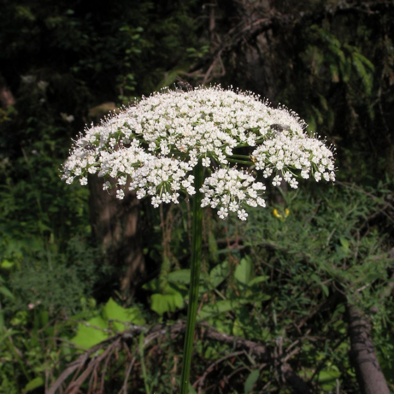 Selinum carvifolia - Seline 1L