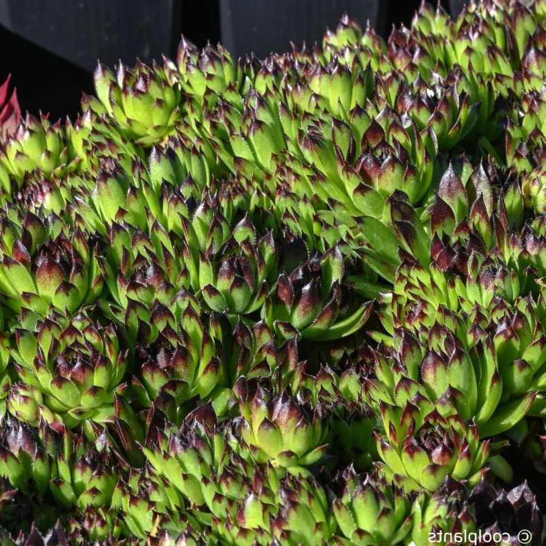 Sempervivum Black Top - Huslg