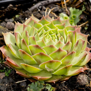 Sempervivum Gay Kester - Huslg