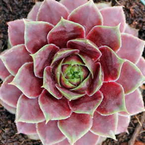 Sempervivum Othello - Husl�g