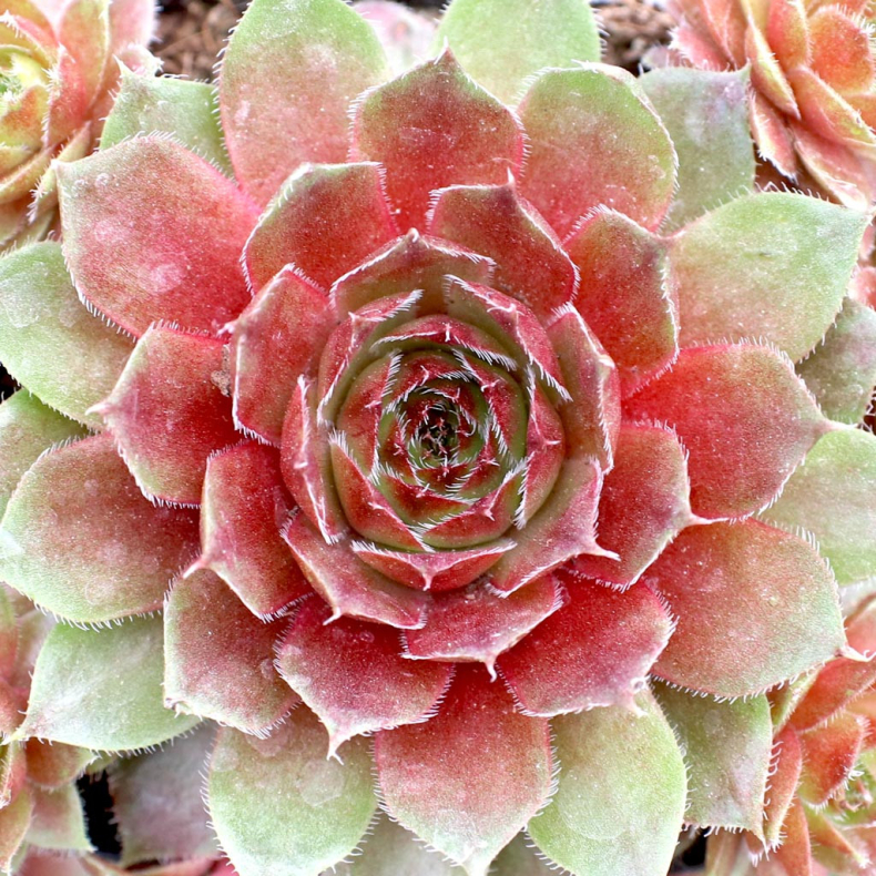 Sempervivum Rubin - Husl�g